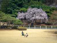 顕忠院のしだれ桜が見せる静かな春の美🌸