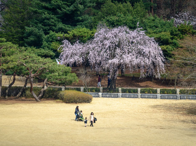顕忠院のしだれ桜が見せる静かな春の美🌸