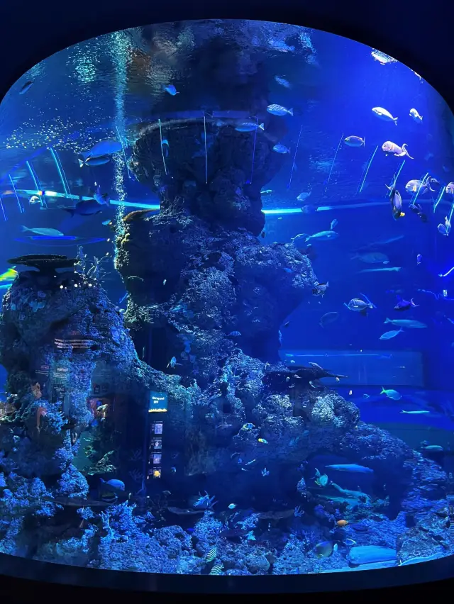 Under the Sea in Singapore – A Magical Dive Without Getting Wet!