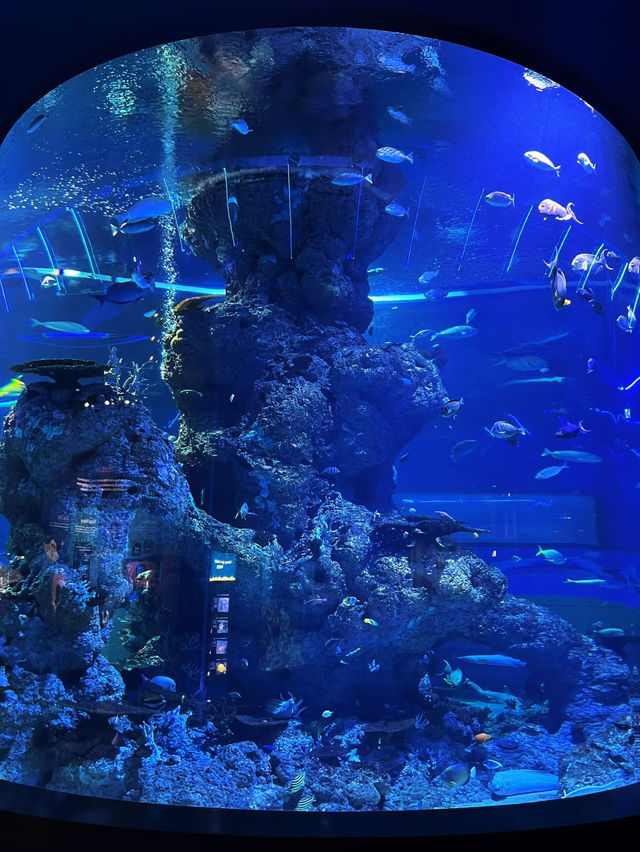 Under the Sea in Singapore – A Magical Dive Without Getting Wet!