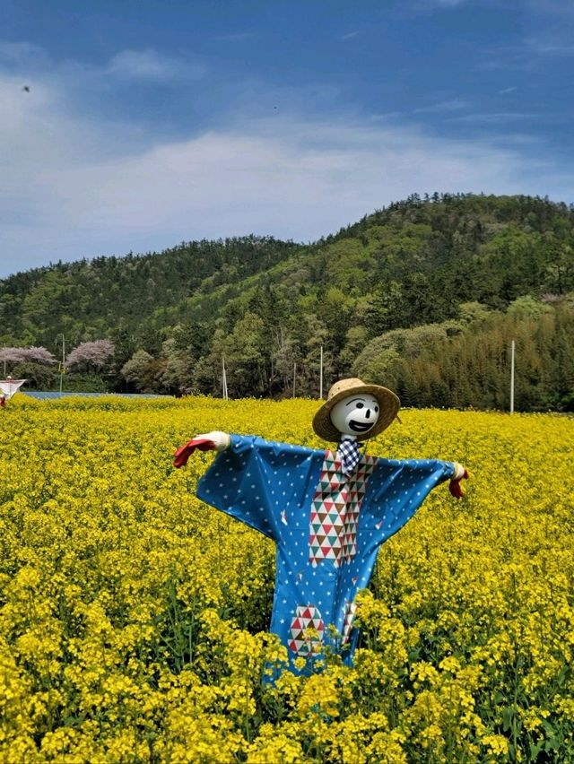 낭만가득 노랑 유채꽃축제가 열리는 진도💛