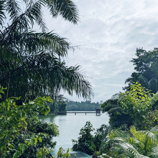 Nature’s New Path: Exploring Mandai Boardwalk 🇸🇬