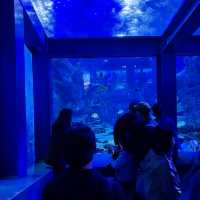 【三重/鳥羽】鳥羽水族館と桜スポットのご紹介🦦🌸