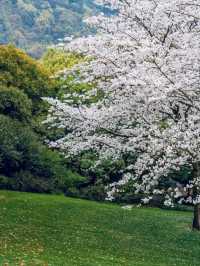 China National Tea Museum Cherry Blossoms– A Fragrant Fusion of Tea Culture and Sakura Serenity
