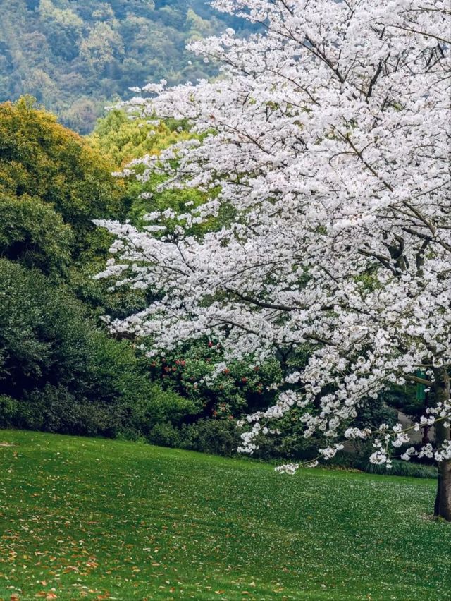China National Tea Museum Cherry Blossoms– A Fragrant Fusion of Tea Culture and Sakura Serenity