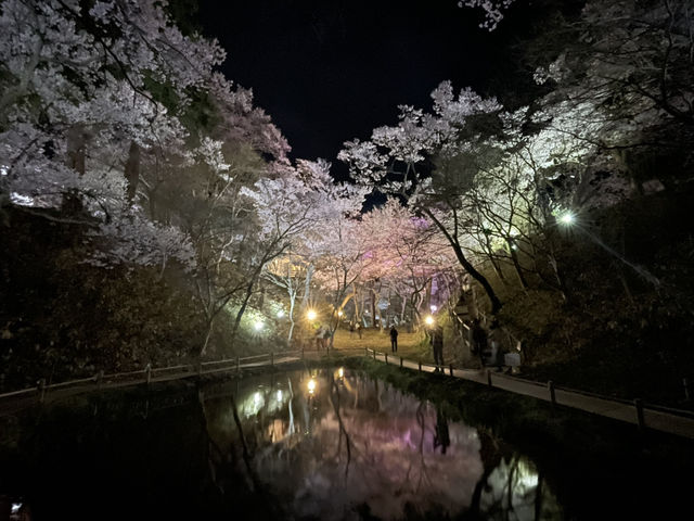 天下第一櫻 夜櫻同樣精彩