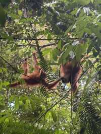 A wicked trip trekking in the jungle! 
