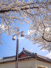 Gyeongju:The Ultimate Spring Destination 