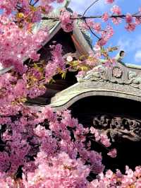 Sakura-jingu Shrine Cherry Blossoms – Tokyo’s Secret "Marriage Sakura" Sanctuary