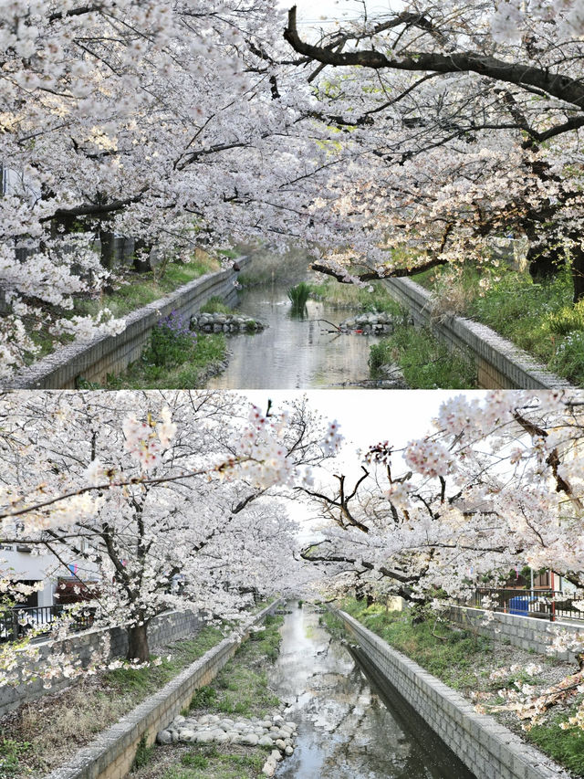 🌸Tokyo Suburban Cherry Blossom Spot | A Peaceful Walk Away from Crowds🌸