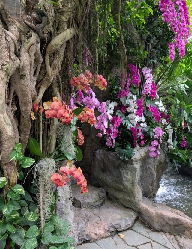 A Dream Among Orchids: A Stroll Through Shanghai Botanical Garden