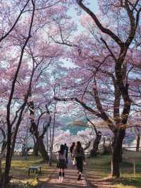 🌸✨ Encounter the Anime-like Cherry Blossoms at Takato Castle Ruins ✨🌸