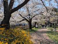 東京-善福寺川綠地，沿著河岸散步的賞櫻秘境