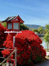 Brilliant Red Blossoms at Nagaoka Tenmangu!