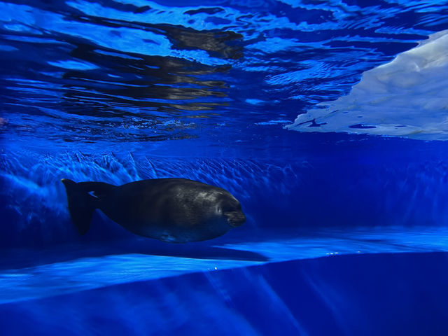 空飛ぶアシカ！？サンシャイン水族館@池袋🦭