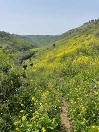 Golden Canola Fields Golan