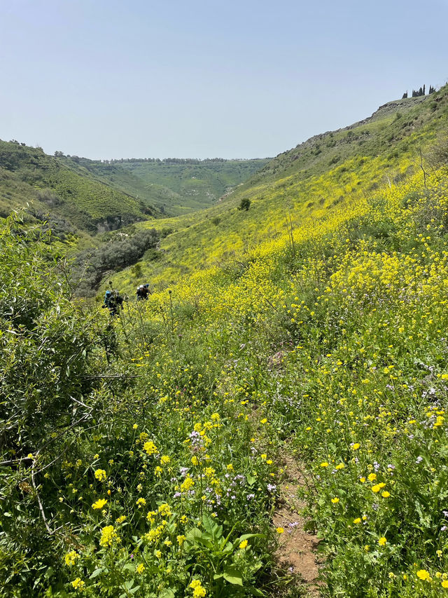 Golden Canola Fields Golan