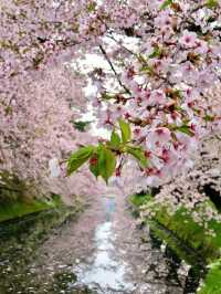 Hirosaki Park in Late April Offers a Feast for the Eyes, the Taste Buds, and the Soul.