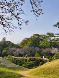 Suizenji Jojuen Garden: A Springtime Sakura Delight in Kumamoto