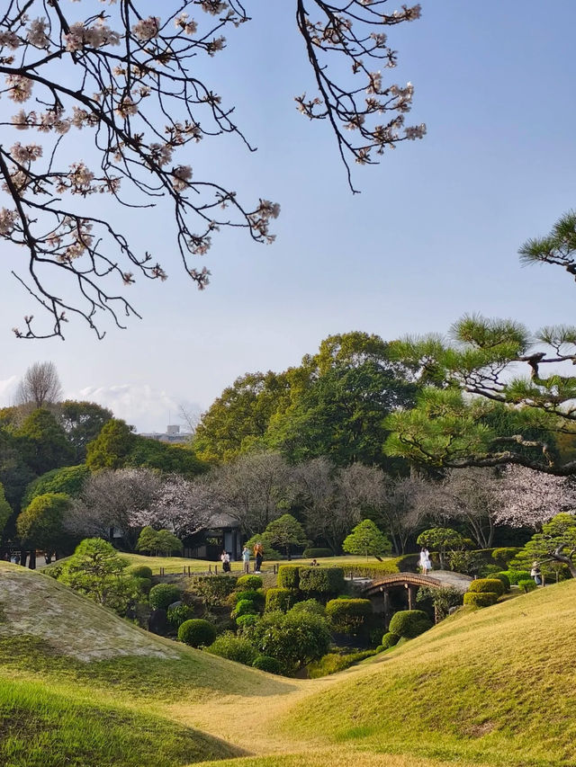 Suizenji Jojuen Garden: A Springtime Sakura Delight in Kumamoto