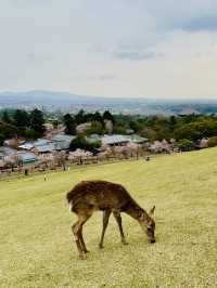 Nara’s Magic: Cherry Blossoms and Friendly Deer in Perfect Harmony