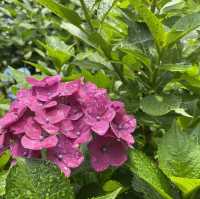 【千葉】北の鎌倉と呼ばれる「本土寺」菖蒲、紫陽花の名所
