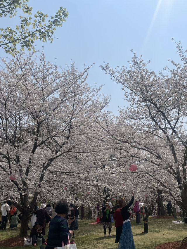 봄날에 갈만한 상해 공원(구춘공원/顾村公园/벚꽃