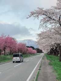 Koiwai Farm’s Cherry Blossom Avenue
