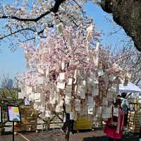 Yunjungno Cherry Blossom Walkway: A Springtime Haven