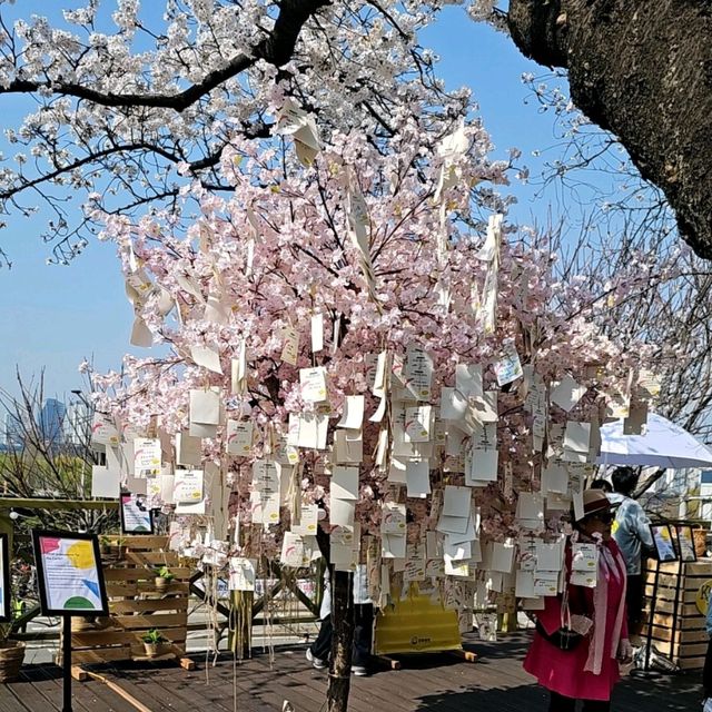 Yunjungno Cherry Blossom Walkway: A Springtime Haven