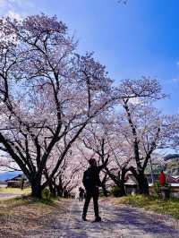 The Forgotten Sakura Path: Enōji Temple’s Secret Canopy