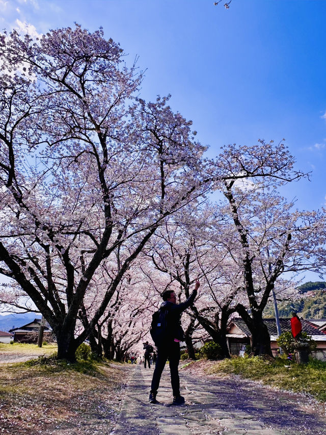 The Forgotten Sakura Path: Enōji Temple’s Secret Canopy
