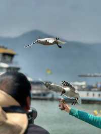 Wings Over Water: A Calm Spring Morning at Haigeng Park