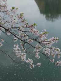 จุดชมซากุระปราสาทโอซาก้า(Osaka Castle) 