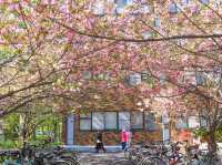 “Whispers of Spring: Sakura Reflections at Hokkaido University” 