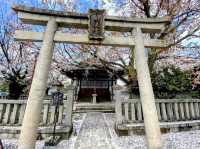 內行人才知道的京都賞櫻景店---本滿寺