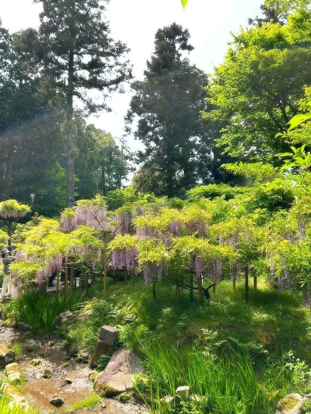 Peaceful, Pretty, and Super Relaxing