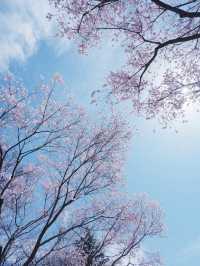 大阪夜行巴士直達仙台賞櫻，6000日圓起 