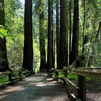 Whispers of the Redwoods: A Weekend in Muir Woods