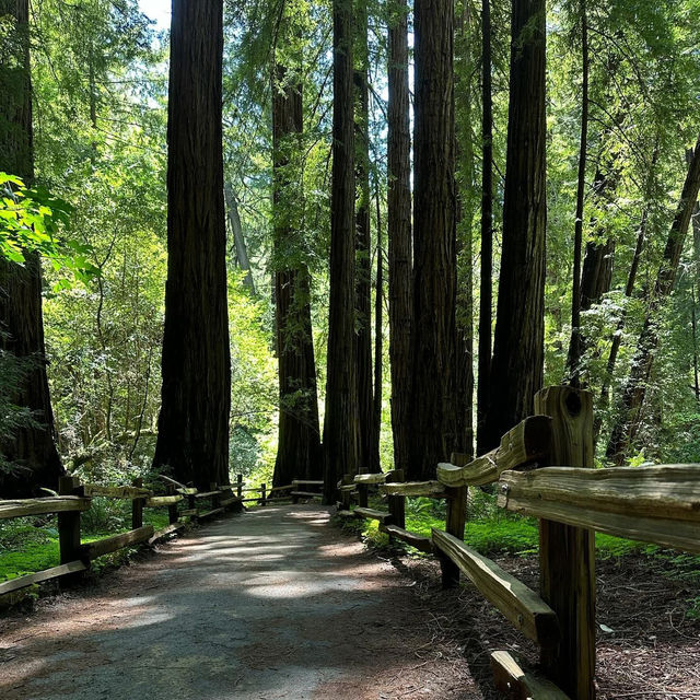 Whispers of the Redwoods: A Weekend in Muir Woods