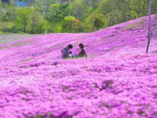 [Hokkaido] Japan's largest carpet of moss phlox, "Moss Phlox Takinoue Park"