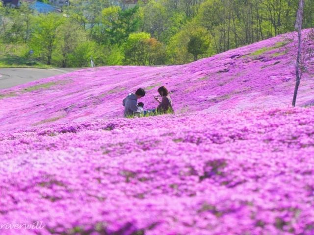 【北海道】日本最大級の芝桜の絨毯「芝ざくら滝上公園」