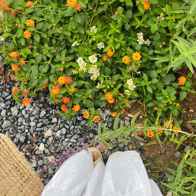 คาเฟ่บรรยากาศอบอุ่นที่เขาใหญ่ 🌳🌼