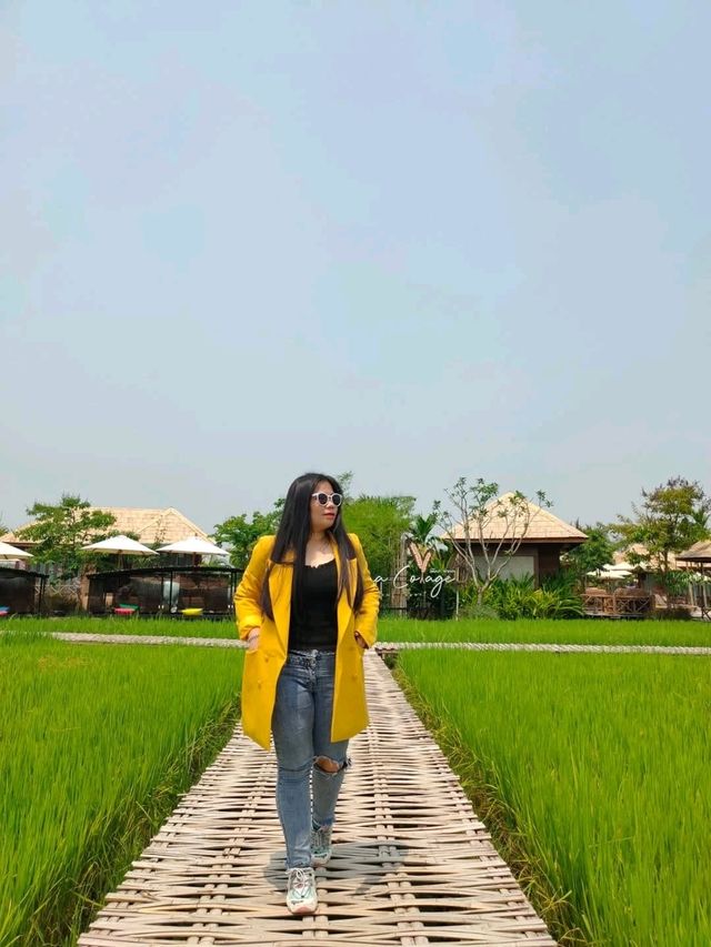 jungle de cafe เชียงใหม่ สาขาบ้านถวาย