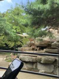🇰🇷韓國必去愛寶樂園🐼把握近期旅展買一送一