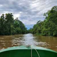 Cruisin’ the Kinabatangan River
