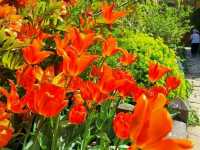 Wandering Through Living Art – My Day at Hidcote Manor Garden