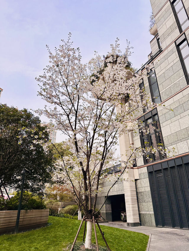 Cherry Blossoms in Concrete Dreams: A Spring Glimpse at 1000 Trees, Shanghai