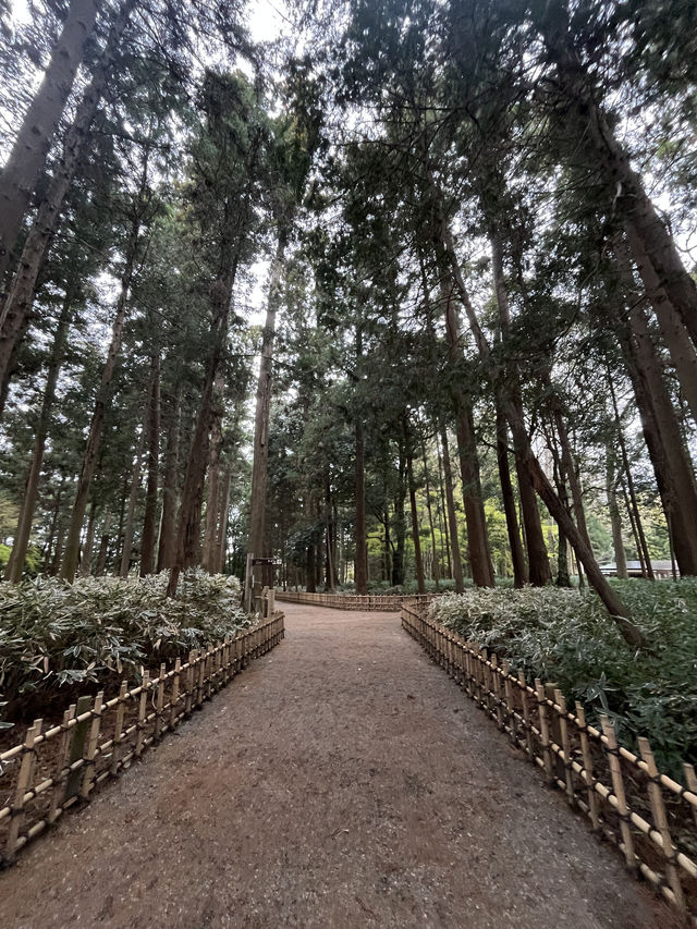 🌸【雨中偕樂園．櫻花靜賞漫旅】探訪日本三大名園之一｜水戶最值得造訪的春日秘境