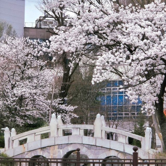 태백벚꽃맛집🩷[황지연못벚꽃]